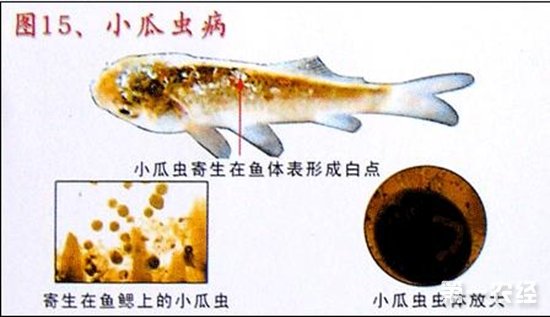 锦鲤小瓜虫病是如何引起的？锦鲤小瓜虫病的治疗方法